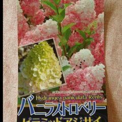 ピラミッド紫陽花ピンク系☆苗か刺し穂