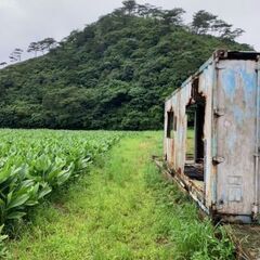 沖縄本島北部で山の自然を満喫しながら川遊びができる「源河川」すぐ側ッ♪ − 沖縄県