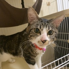１歳くらいのオス猫 − 島根県