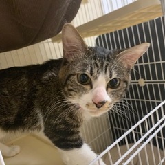 １歳くらいのオス猫 - 出雲市