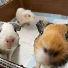 モルモットの仲良し3匹