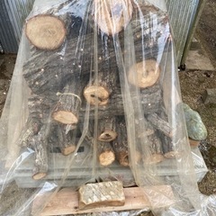 原木しいたけ　菌打ち込み済みの画像