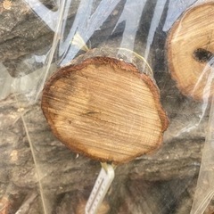 原木しいたけ　菌打ち込み済みの画像