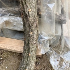 原木しいたけ　菌打ち込み済みの画像