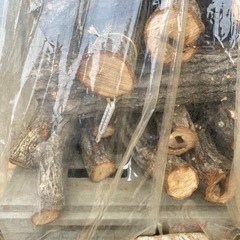 原木しいたけ　菌打ち込み済みの画像