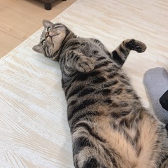 【里親さん探してます！】甘えた猫　ひなた　2才