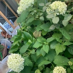 紫陽花　アナベル　さし穂❣️