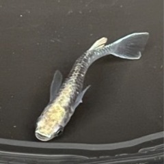 今週末めだか販売の画像