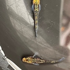 今週末めだか販売の画像