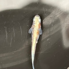 今週末めだか販売の画像