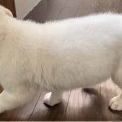 ２ヶ月★男の子 - 犬