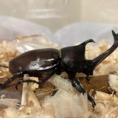 カブトムシ　オスメス　ペア　④