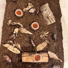 カブトムシ成虫・虫かごお譲りします