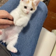 仔猫里親さん募集中！