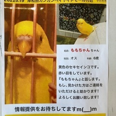 黄色いセキセインコを探してます‼︎
