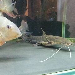 訳あり。タイガーシャベルノーズ約25センチ