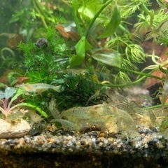 交渉中　ミナミヌマエビ10匹　オマケで水草、エビ餌お付け致します！