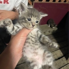 子猫です