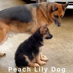 JKC公認訓練士によるドッグスクール　| Peach Lily Dogの画像