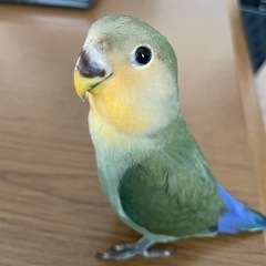 コザクラインコ里親募集