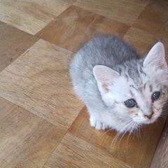 １ヶ月やんちゃなメス猫です。