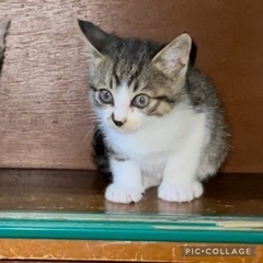 キジトラ♂里親募集