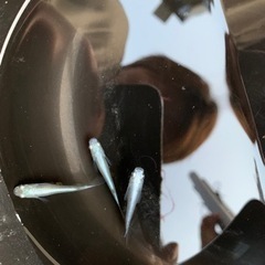 みっくすメダカ の画像