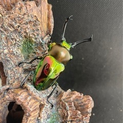 【ニジイロクワガタ】　各色ペア