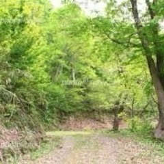 散歩、ハイキングなど