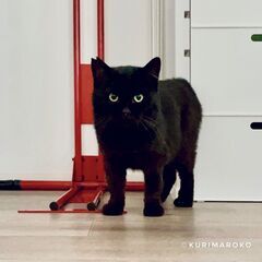 里親決定！【成猫】長毛風の丸いお顔　クマみたいな黒猫ちゃん