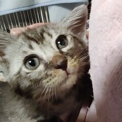 とてもなつきます。サバ猫ファルトくん