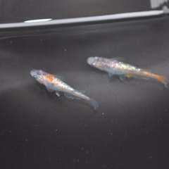 【11日まで】メダカ卵の画像