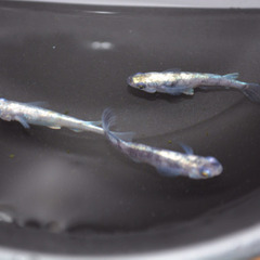 【11日まで】メダカ卵の画像