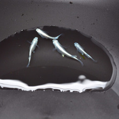 【11日まで】メダカ卵の画像