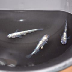 メダカ稚魚 各種