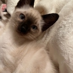 シャム猫