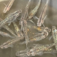 オーロラ黄黒 卵 10個 メダカ めだか