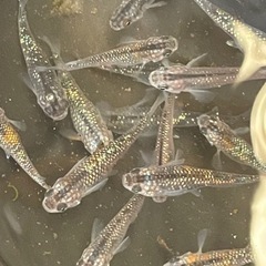 オーロラ黄黒 卵 10個 メダカ めだかの画像