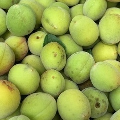 無農薬南高梅１キロ300円