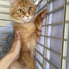 茶トラ中毛のおこげくん