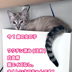 福岡市で１歳のシャムキジちゃんの女の子を里親募集中！の画像