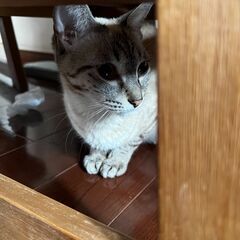 福岡市で１歳のシャムキジちゃんの女の子を里親募集中！ - 猫