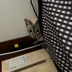 福岡市で１歳のシャムキジちゃんの女の子を里親募集中！ − 福岡県