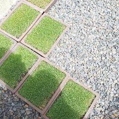 高麗芝 ストック芝