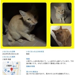 猫を探しています