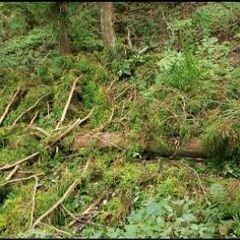 木、杉の木の画像