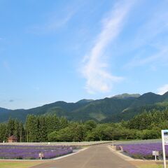 【美郷町】ラベンダーアイス販売員【短期間バイト】の画像