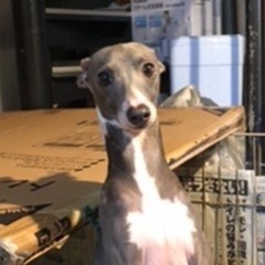 住居の事情で飼えなくなりました。
