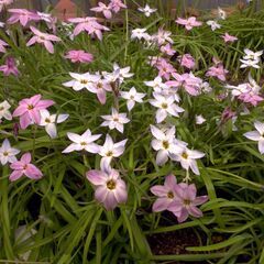 増量です今からでも植え付けできます秋植え球根三種の画像