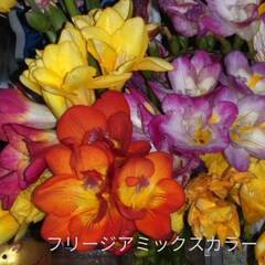 増量です今からでも植え付けできます秋植え球根三種の画像